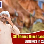 SBI Animal Husbandry Loan
